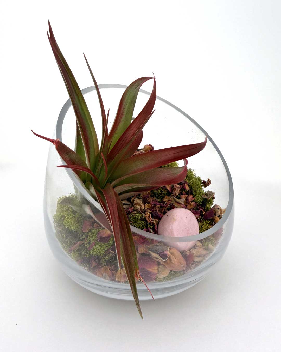 Love and Compassion Terrarium with Air Plant - Ecospheres