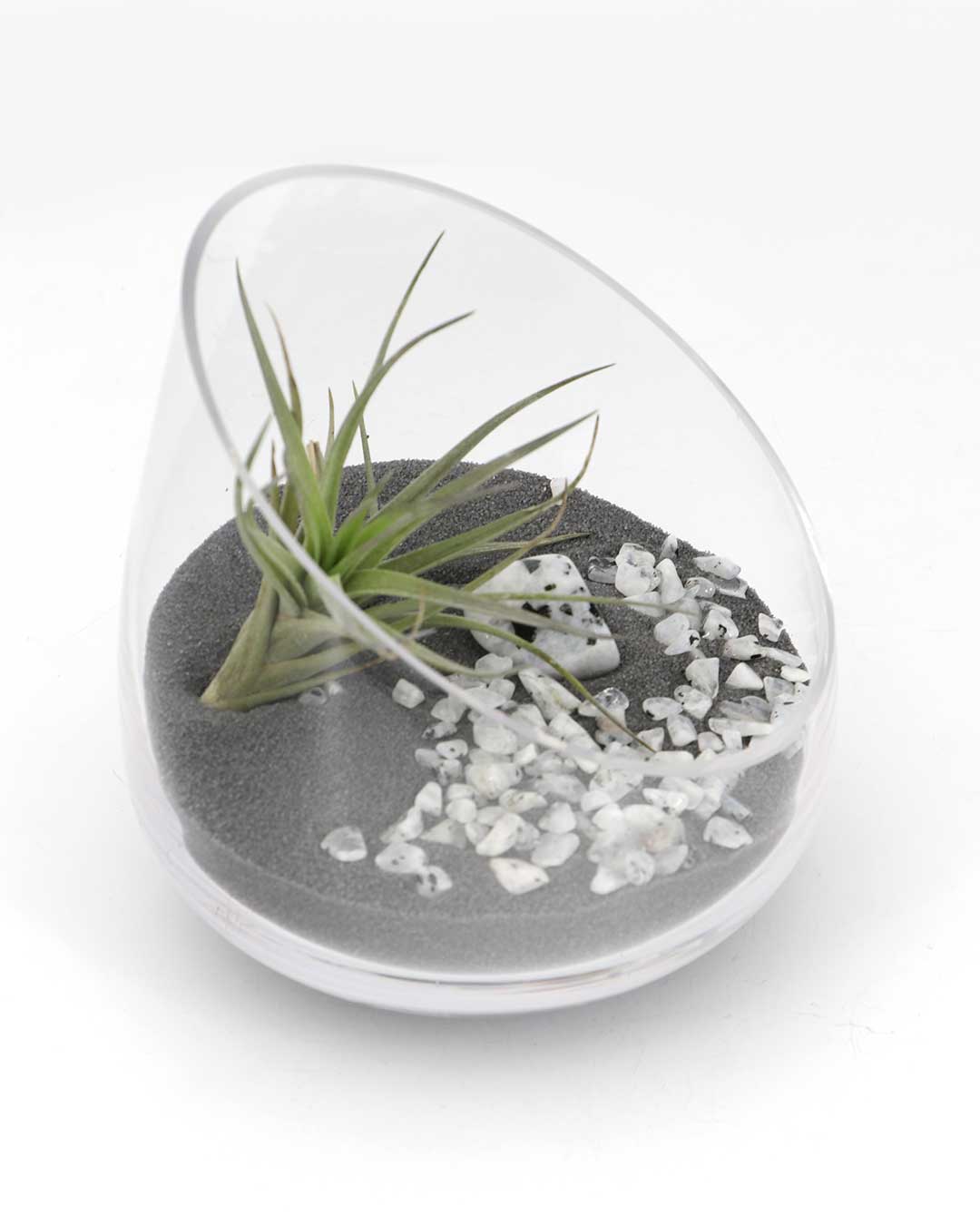 Rainbow Moonstone Gemstone Terrarium – Air Plant Arrangement in Glass Bowl with Black Sand - Terrarium