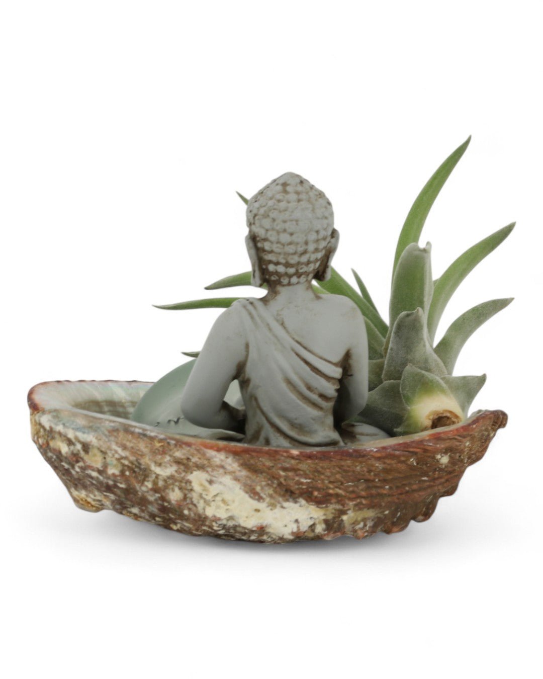 Small Abalone Shell Zen Buddha Terrarium - Ecospheres