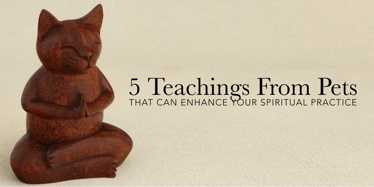 5 Teachings From Pets That Can Enhance Your Spiritual Practice - Buddha Groove