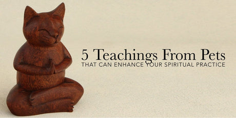 5 Teachings From Pets That Can Enhance Your Spiritual Practice - Buddha Groove