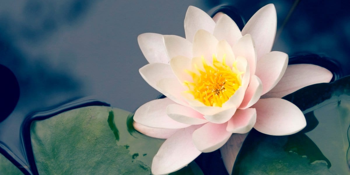 Buddhist Inspirational Tale: The Last Problem - Buddha Groove