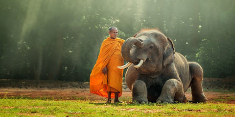 How to Cultivate the Quality of Compassion in Yourself - Buddha Groove