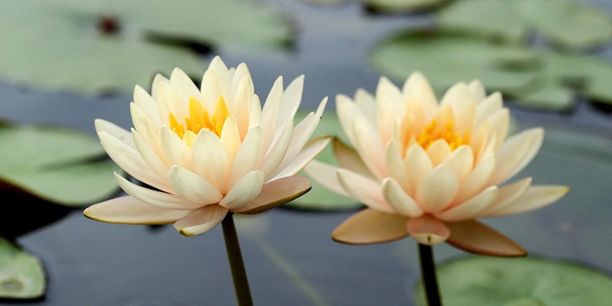 Increasing Compassion for Yourself and the World - Buddha Groove