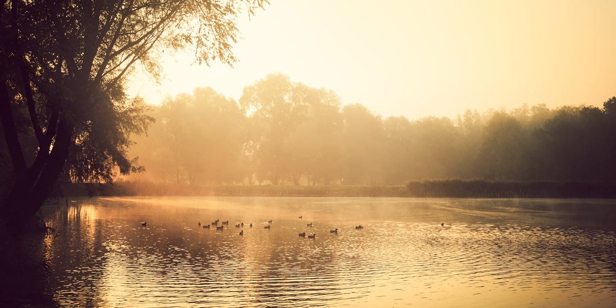 Kacchapa Jataka Tale – Talking Turtle - Buddha Groove