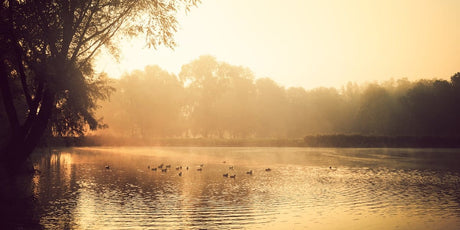 Kacchapa Jataka Tale – Talking Turtle - Buddha Groove