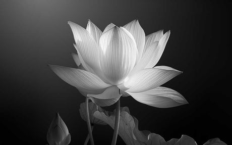 Lotus Chronicles: Unfolding the Petals of Life's Greatest Virtues - Buddha Groove