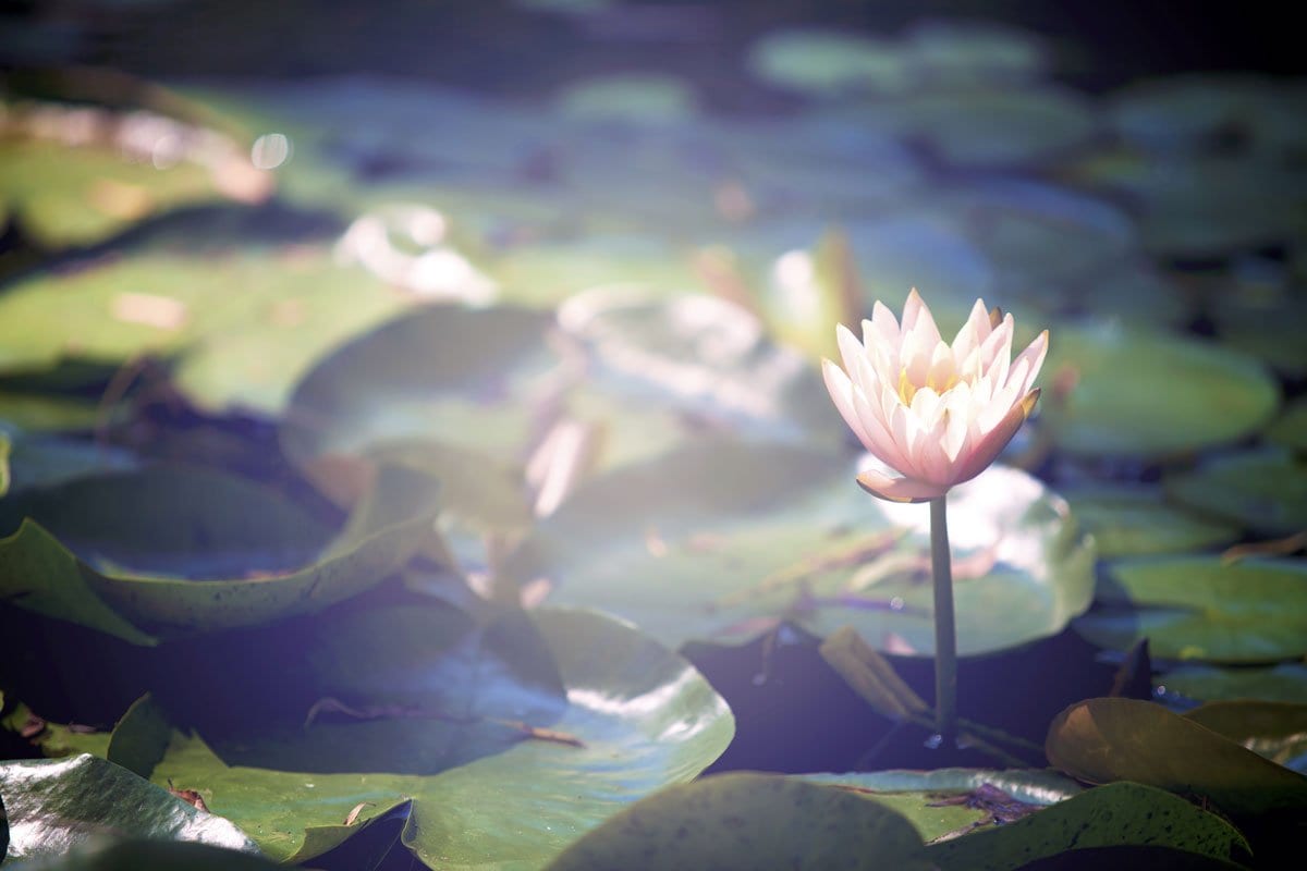 Lotus Flower: Meaning and Symbolism - Buddha Groove