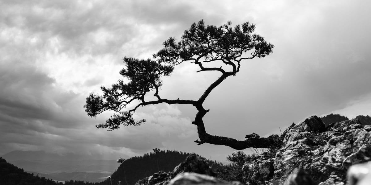 Phala Jataka Tale - Buddha Groove