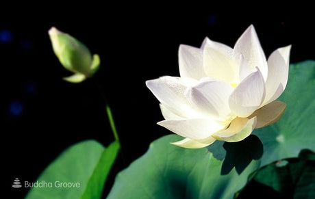 Practical Enlightenment 101 - Buddha Groove