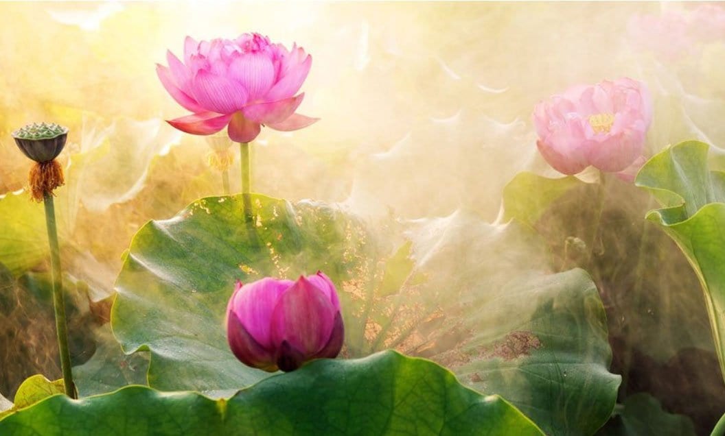 Symbolism of the Lotus Flower - Buddha Groove