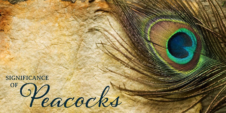 The Spiritual Significance of Peacocks - Buddha Groove