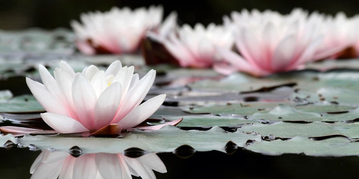 Where is the Buddha? - Buddha Groove