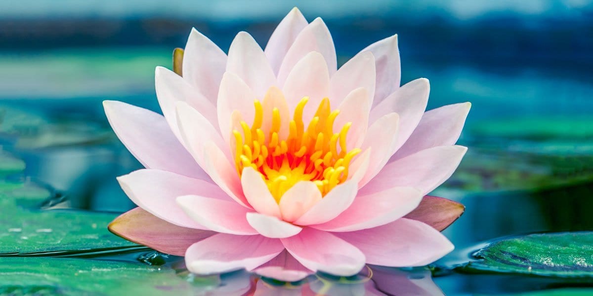 Why Don't Buddhist Teachings Include the Word "Love" - Buddha Groove