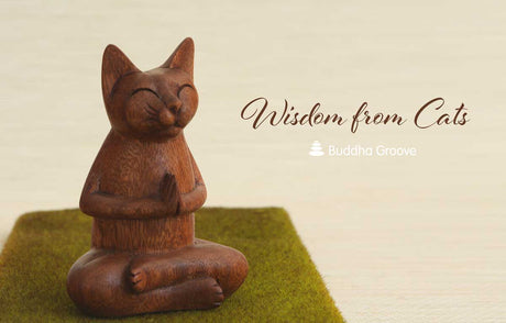 Wisdom from Cats - Buddha Groove