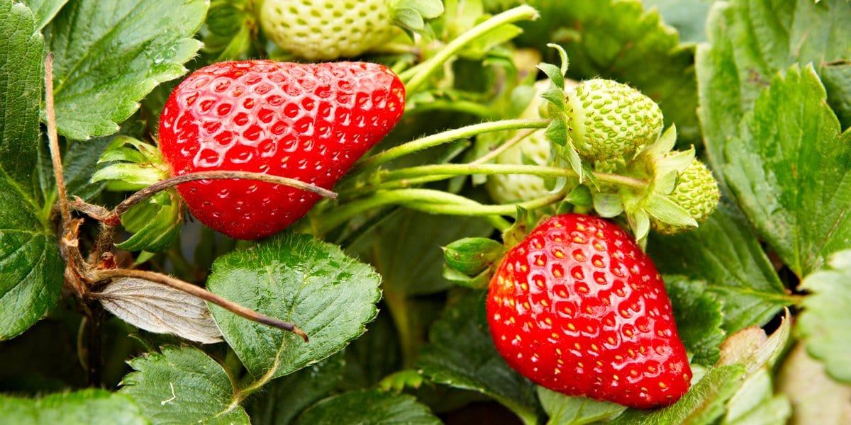 Zen Story: Ah! It’s So Sweet! - Buddha Groove