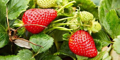 Zen Story: Ah! It’s So Sweet! - Buddha Groove