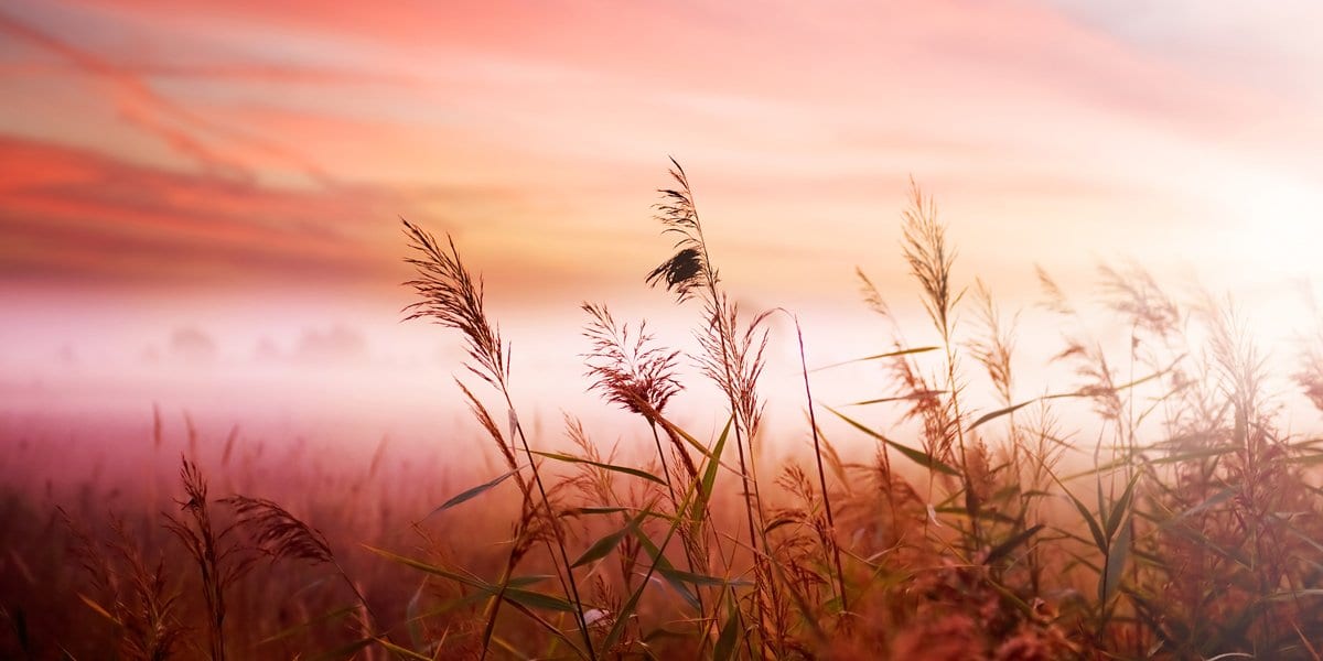 Zen Story: Heads or Tails - Buddha Groove