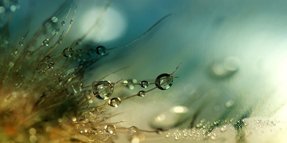 Zen Story: Life’s Purpose in a Drop of Water - Buddha Groove