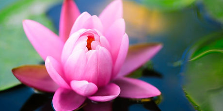 Zen Story: The Cat’s Head - Buddha Groove