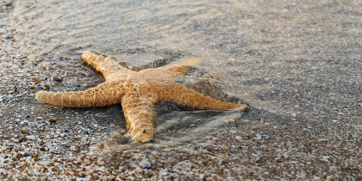 Zen Story: What’s the difference? - Buddha Groove