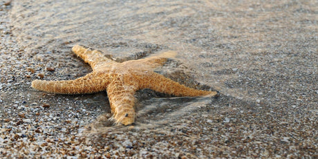 Zen Story: What’s the difference? - Buddha Groove