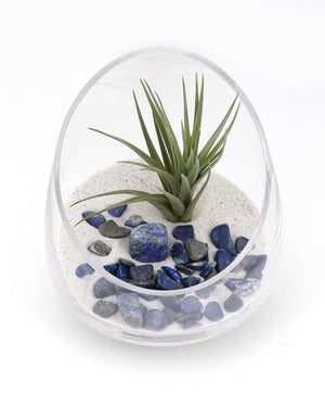 Lapis Gemstone Terrarium