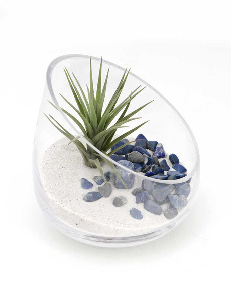 Lapis Gemstone Terrarium