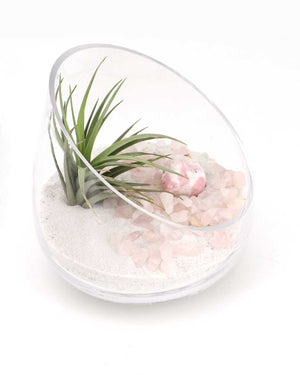Glass terrarium with air plant and pebbles on a white background