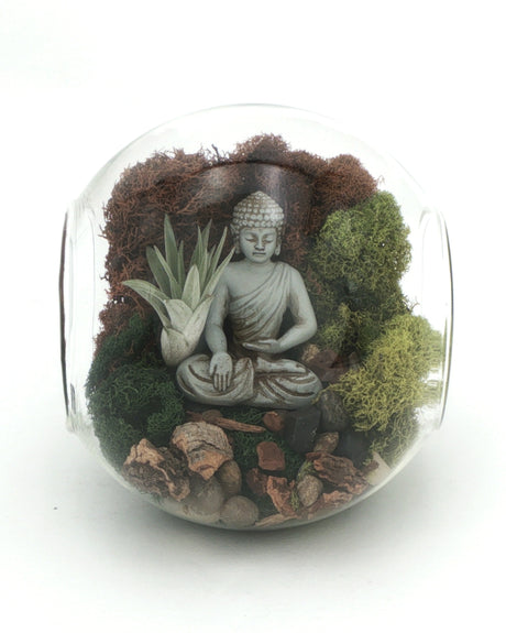 Large open-end glass terrarium showing meditating Buddha figurine, air plant, green and brown moss, and rocks, front view