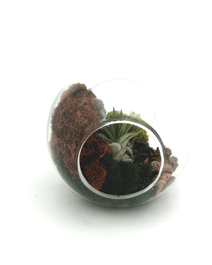 Glass globe terrarium tilted with open end facing forward, Buddha head at upper left behind reddish-brown moss and air plant