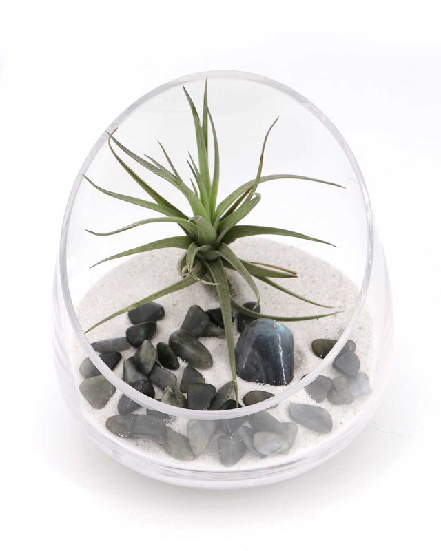 Labradorite Gemstone Terrarium – Air Plant Arrangement with Glass Bowl and Sand - Terrarium