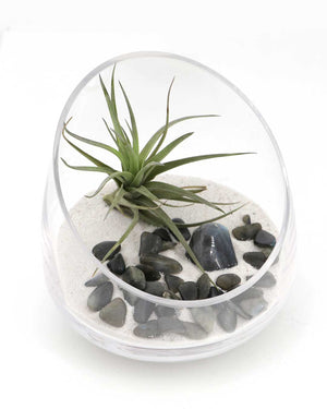Labradorite Gemstone Terrarium – Air Plant Arrangement with Glass Bowl and Sand - Terrarium