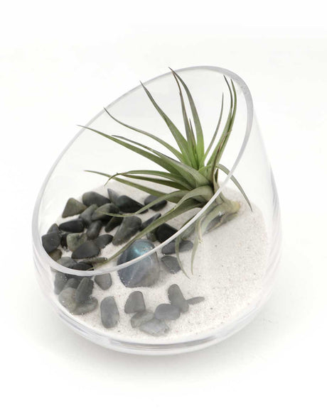 Labradorite Gemstone Terrarium – Air Plant Arrangement with Glass Bowl and Sand - Terrarium