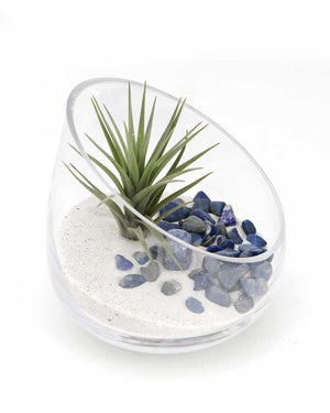 Lapis Gemstone Terrarium - Terrarium