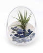 Lapis Gemstone Terrarium - Terrarium