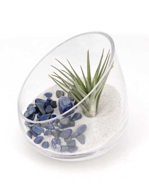 Lapis Gemstone Terrarium - Terrarium