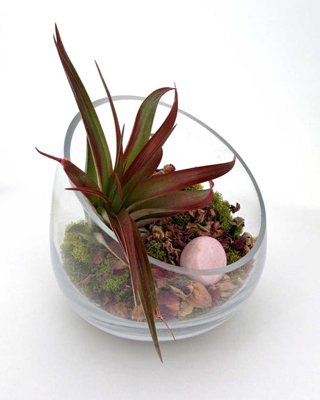 Love and Compassion Terrarium with Air Plant - Ecospheres