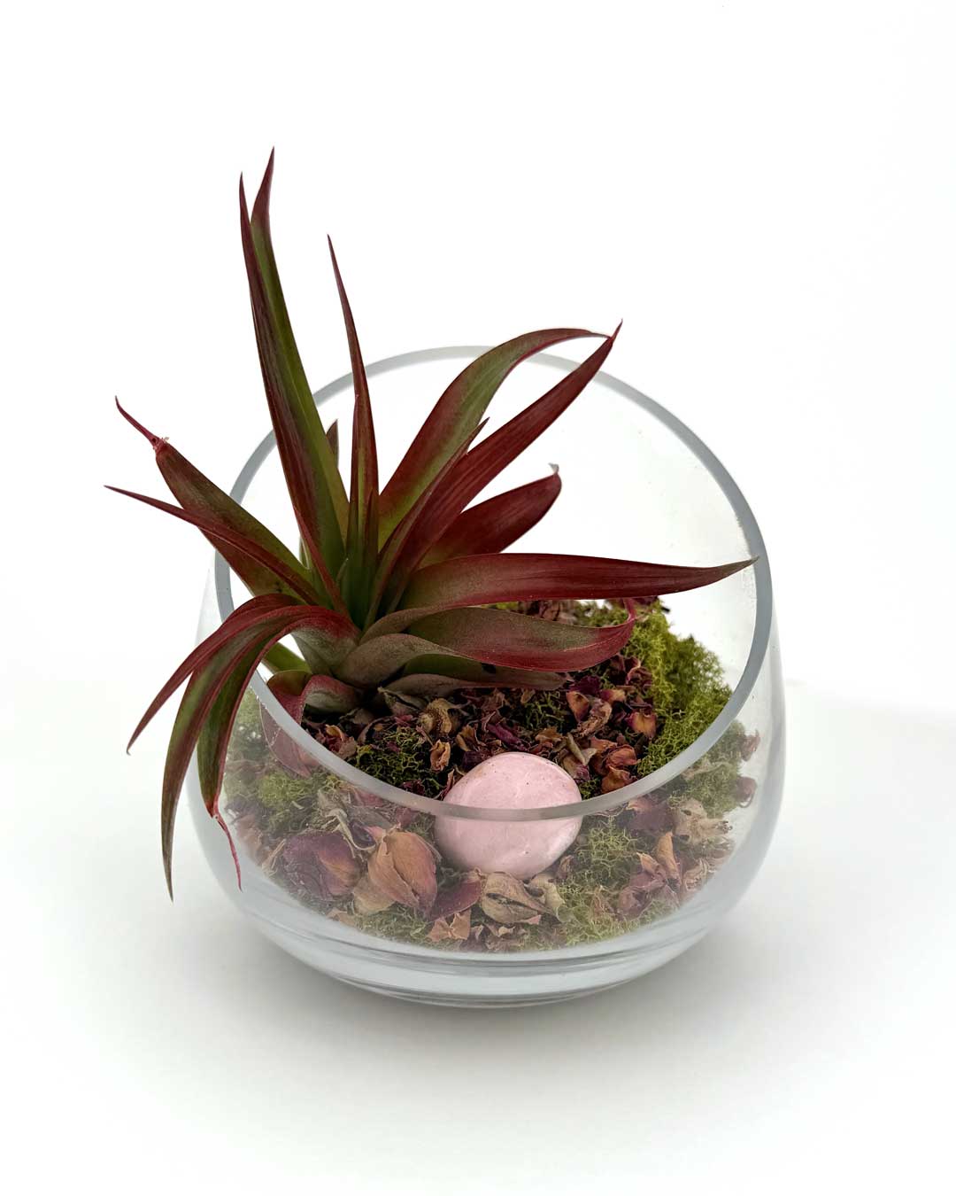Love and Compassion Terrarium with Air Plant - Ecospheres