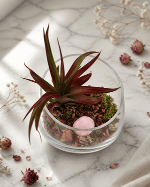 Love and Compassion Terrarium with Air Plant - Ecospheres