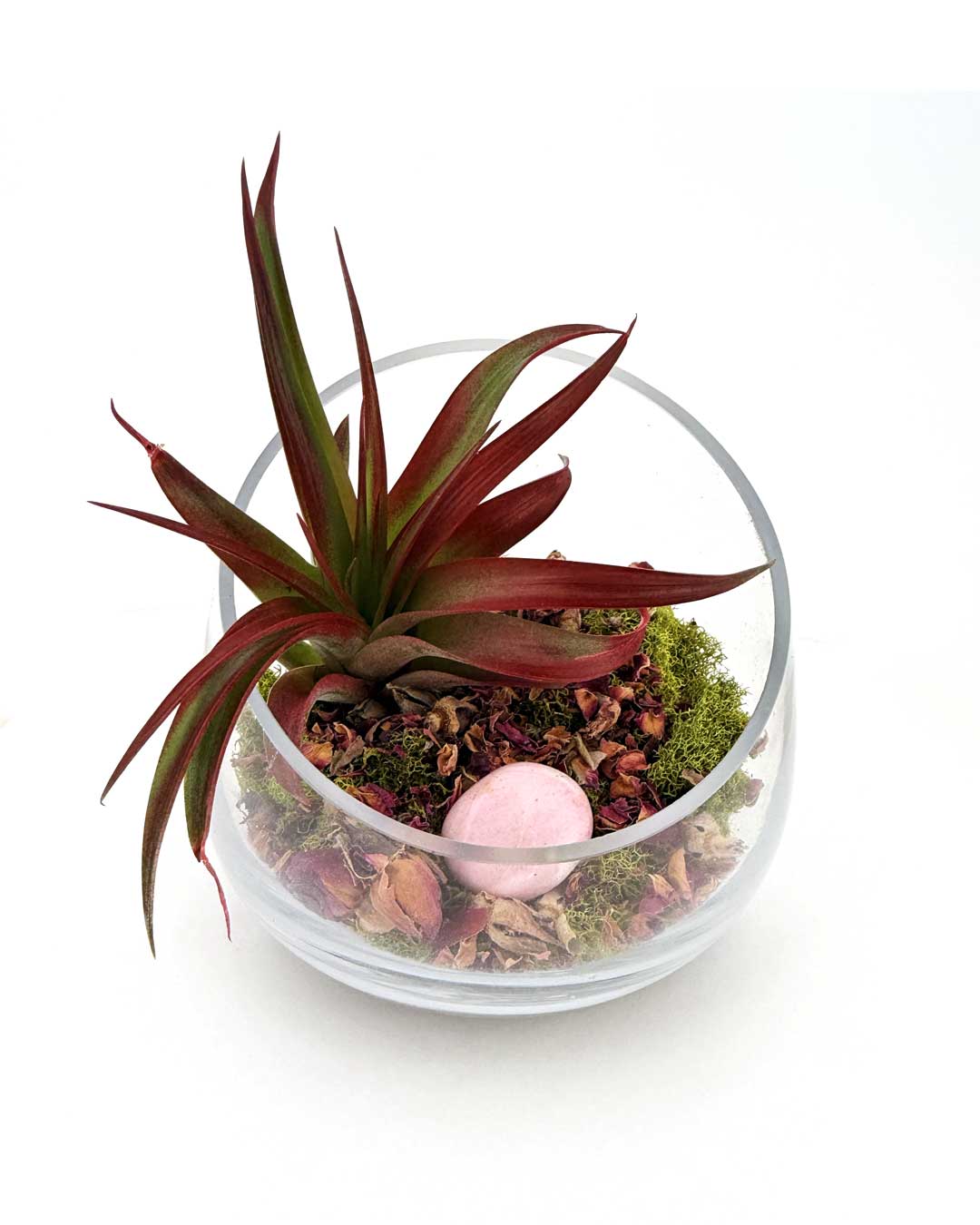 Love and Compassion Terrarium with Air Plant - Ecospheres