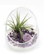 Amethyst Crystal Terrarium