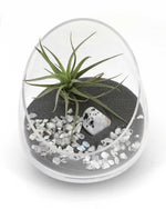 Rainbow Moonstone Terrarium Arrangement