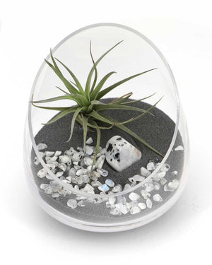 Rainbow Moonstone Gemstone Terrarium – Air Plant Arrangement in Glass Bowl with Black Sand - Terrarium