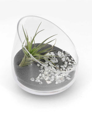 Rainbow Moonstone Gemstone Terrarium – Air Plant Arrangement in Glass Bowl with Black Sand - Terrarium