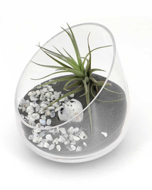 Rainbow Moonstone Gemstone Terrarium – Air Plant Arrangement in Glass Bowl with Black Sand - Terrarium