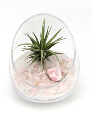 Rose Quartz and Rhodonite Gemstone Crystal Terrarium - Terrarium