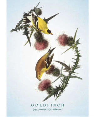 Spiritual Meaning of Birds Oracle - 50 - Card Nature Wisdom Deck by Arin Murphy - Hiscock - Books