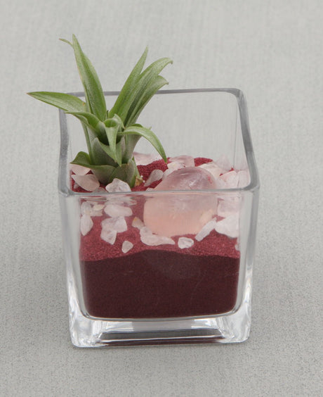 Gemstone Intention Terrarium with Air Plant - Love