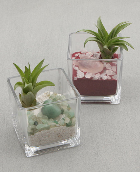 Gemstone Intention Terrarium with Air Plant - Love